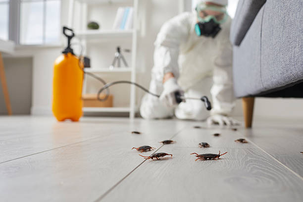 Post-Treatment Bed Bug Interceptor Monitoring in Spring City